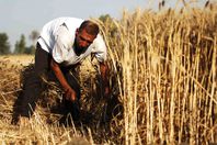 حصاد 128 ألف فدان قمح بكفر الشيخ