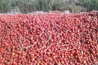 بالصور.. "كوم سعدان" تستغيث من الطماطم