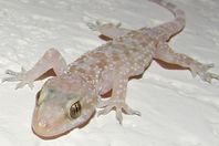 تحذير لمن رأى البرص