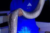 صور الكائنات البحرية