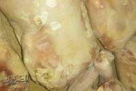 ضبط 283 كيلو دواجن فاسده داخل ثلاجة جمعية خيرية بطنطا