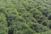 أعشاب "الحكمة والكرامة"