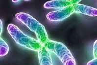 الجينات البشرية