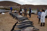 الدلافين النافقة