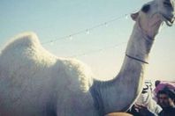 الناقة "خزامة"