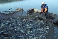 الثروة السمكية