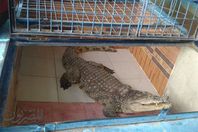 التماسيح بأسوان