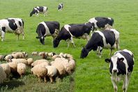 مشروع غذائي بين مصر والسودان