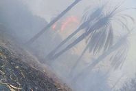 بالصور.. حريق هائل بمزارع قصب ونخيل في الأقصر