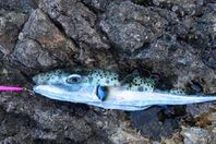 السمكة القاتلة