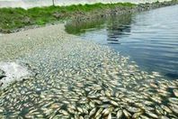 اسماك نافقة