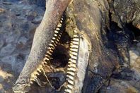 صورة الدولفين النافق