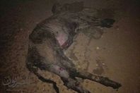 المواشي النافقة