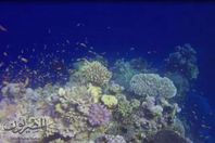 الأصوات المرعبة بقاع البحر الأحمر