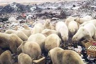 غزو الدببة القطبية