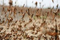 الجراد (أرشيفية)