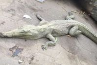 العثور على تمساح في المهندسين