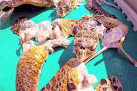 دماء السلاحف