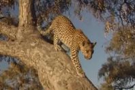 نتيجة غير متوقعة لمعركة بين فهد وغرير العسل