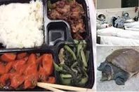 «لحوم السلاحف».. وجبة صينية جديدة لمواجهة كورونا