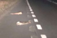 كائن غريب في مطار بريطانيا