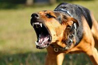 كلب - أرشيفية