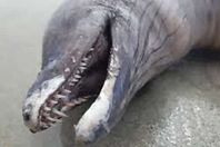 كائن غريب في المكسيك