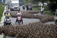 سرب من البط