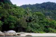 جزيرة القرود