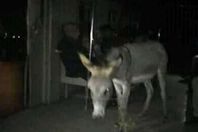 حمار القطار