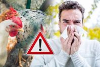 انفلونزا الطيور