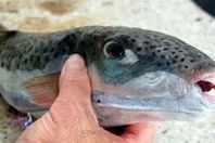 سمكة الأرنب السامة