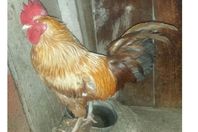 900x831-1_-5e84bba980a5a