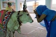 hindousworshipcow-e1554927498796
