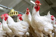 أسعار-الدواجن