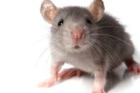 «فأر» يغير مسار طائرة ويجبرها على العودة