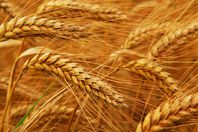 "زراعة الوادي" تكثف جهودها للنهوض بمحصول القمح