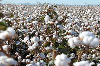 إزالة 16 فدان قطن بالقليوبية