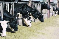 الطب البيطري ينفي انتشار الحمى القلاعية بالغربية