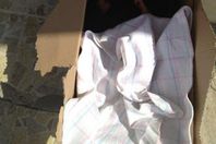 العثور على رضيع مجهول داخل كرتونة بالمنيا