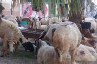 الفراخ على مائدة الفقراء فى أضاحي العيد