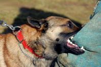 كلب يقتل صاحبه ويمزق جثته بـ 400 "عضة"