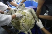 نفوق السلحفاة الحصالة