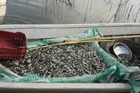 البرلس.. مياه الصرف تتسبب في انقراض "الدنيس والقاروص"