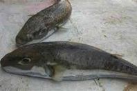 سمكة البالون