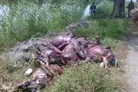 حمير مذبوحة