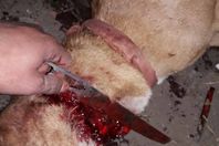 الكلب أثناء الذبح