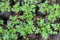 شفاء مريض من السرطان بنبات محظور