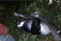 ثعبان يبتلع رجلًا كاملًا