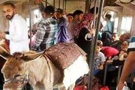 حمار بقطار أبو قير